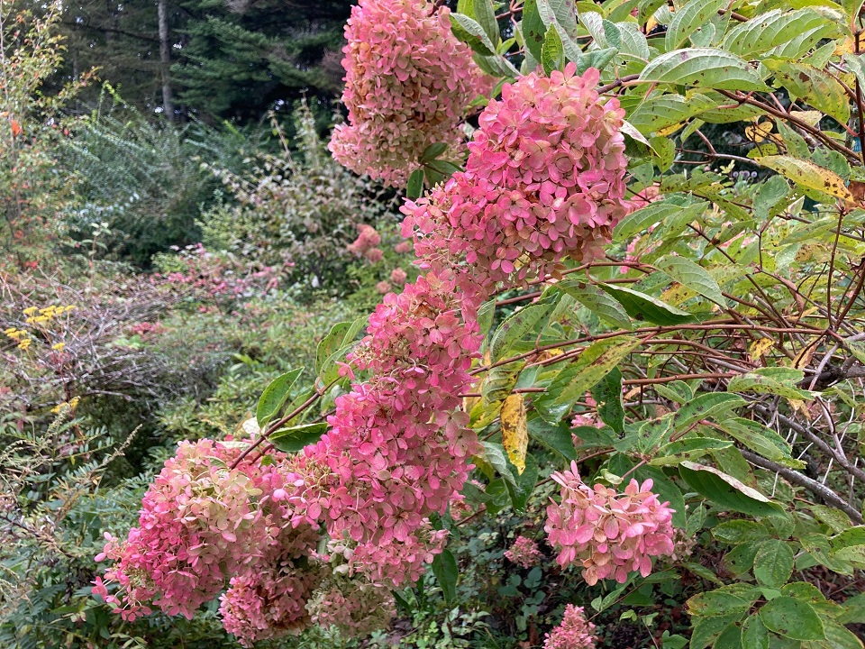 ミナヅキの花の写真