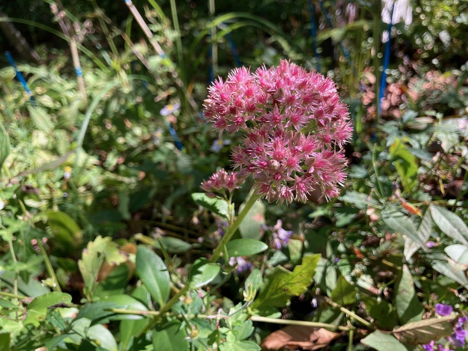 ベンケイソウの花の写真