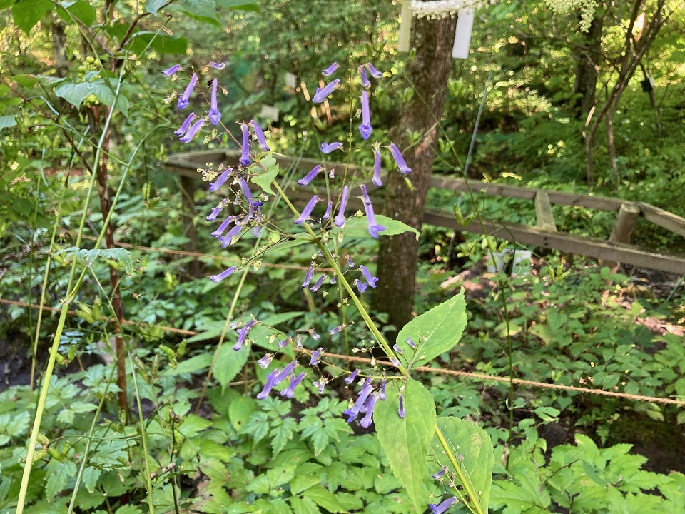 セキヤノアキチョウジの花の写真