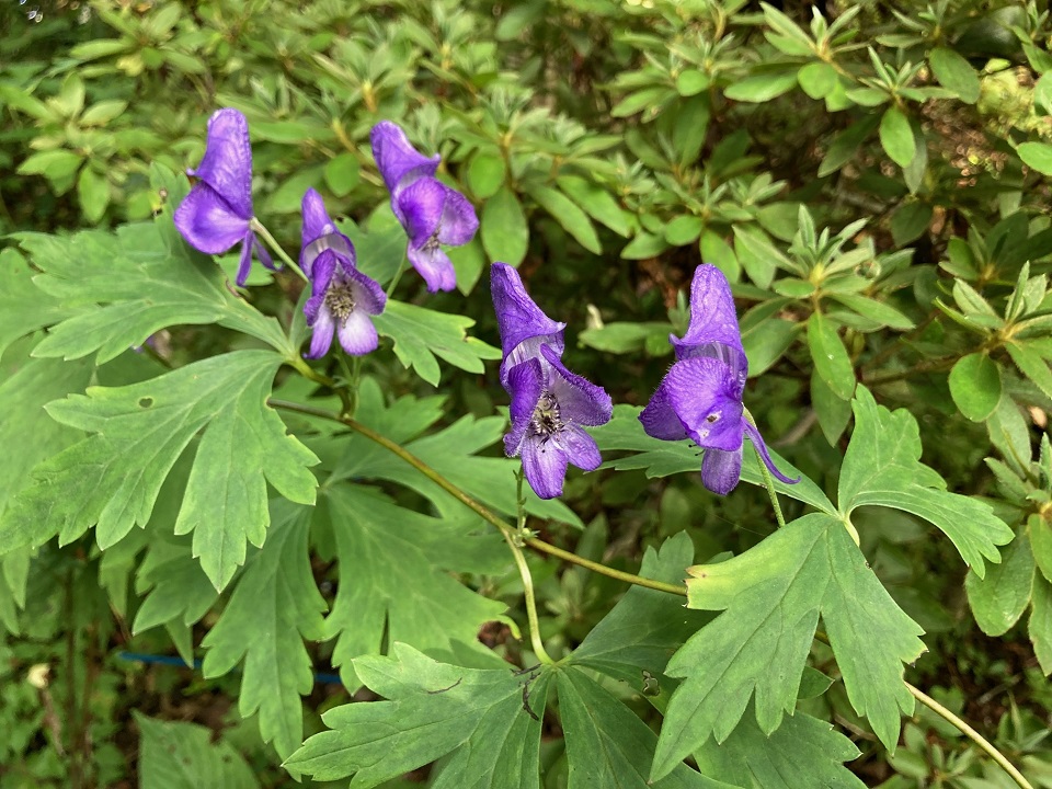 ヤマトリカブトの花の写真