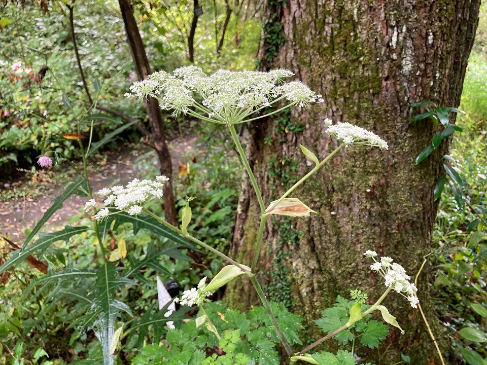 シラネセンキュウの花の写真