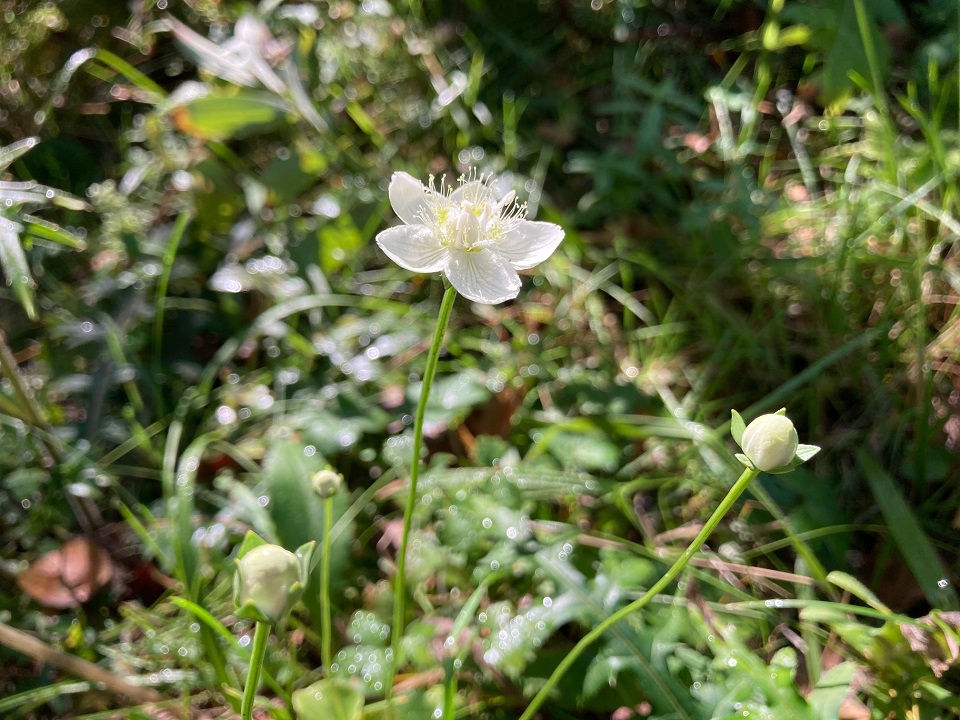 ウメバチソウの花の写真