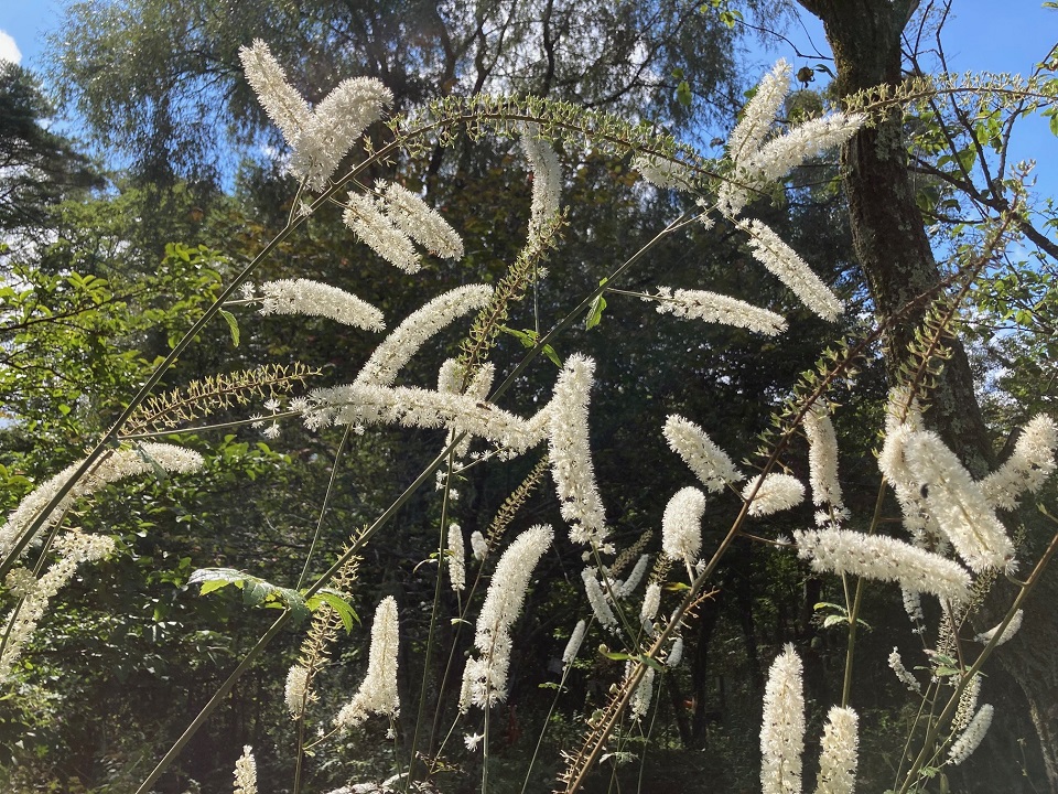 サラシナショウマの花の写真