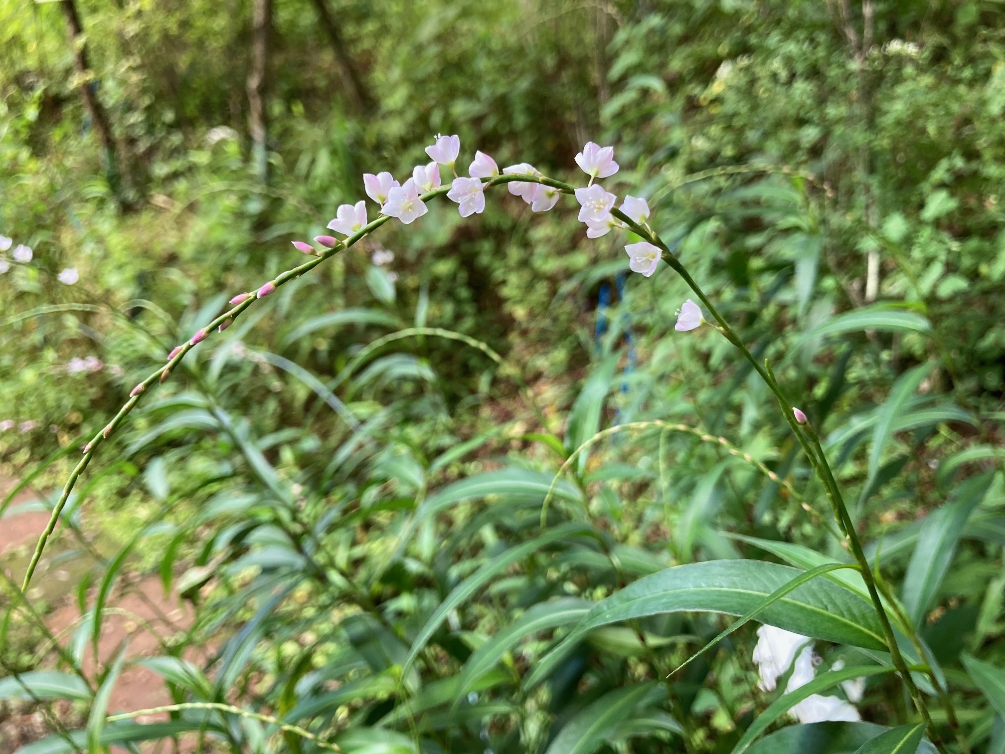 サクラタデの花の写真