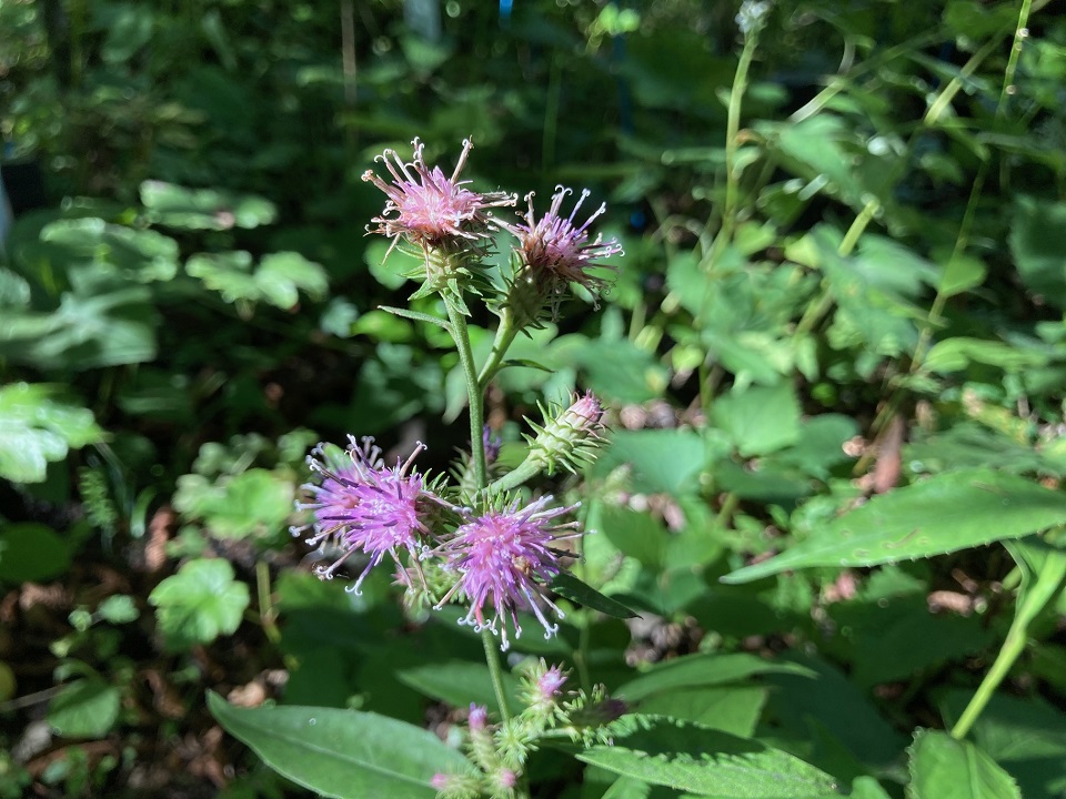 アサマヒゴタイの花の写真