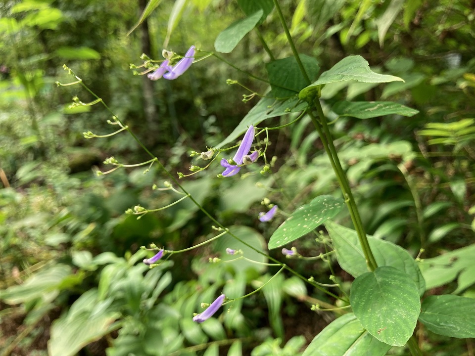 セキヤノアキチョウジの花の写真