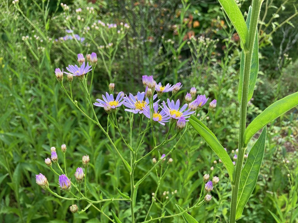 シオンの花の写真