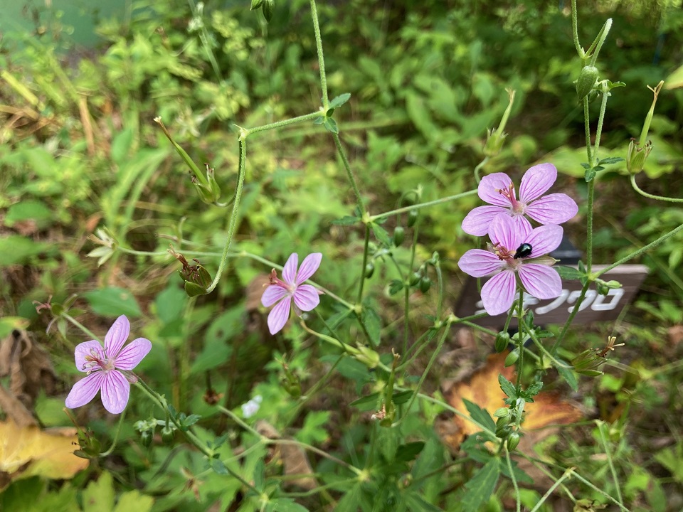 タチフウロの花の写真