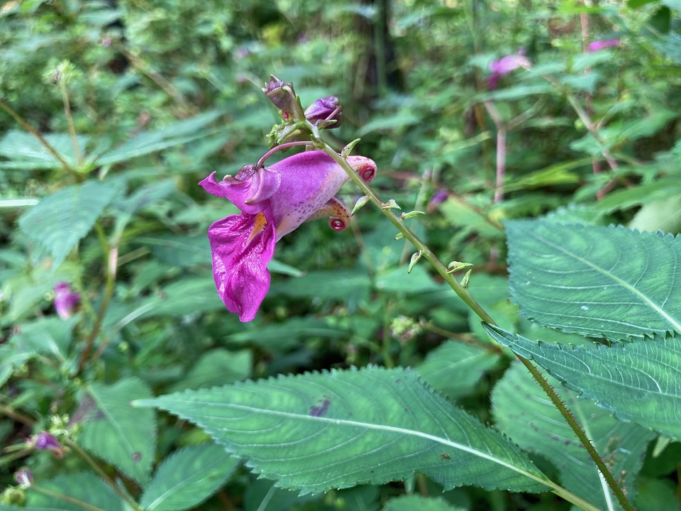 ツリフネソウの花の写真