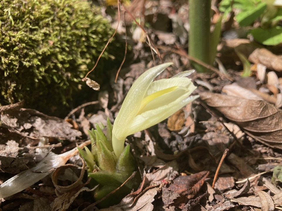 ミョウガの花の写真