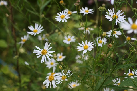 ユウガギクの花の写真