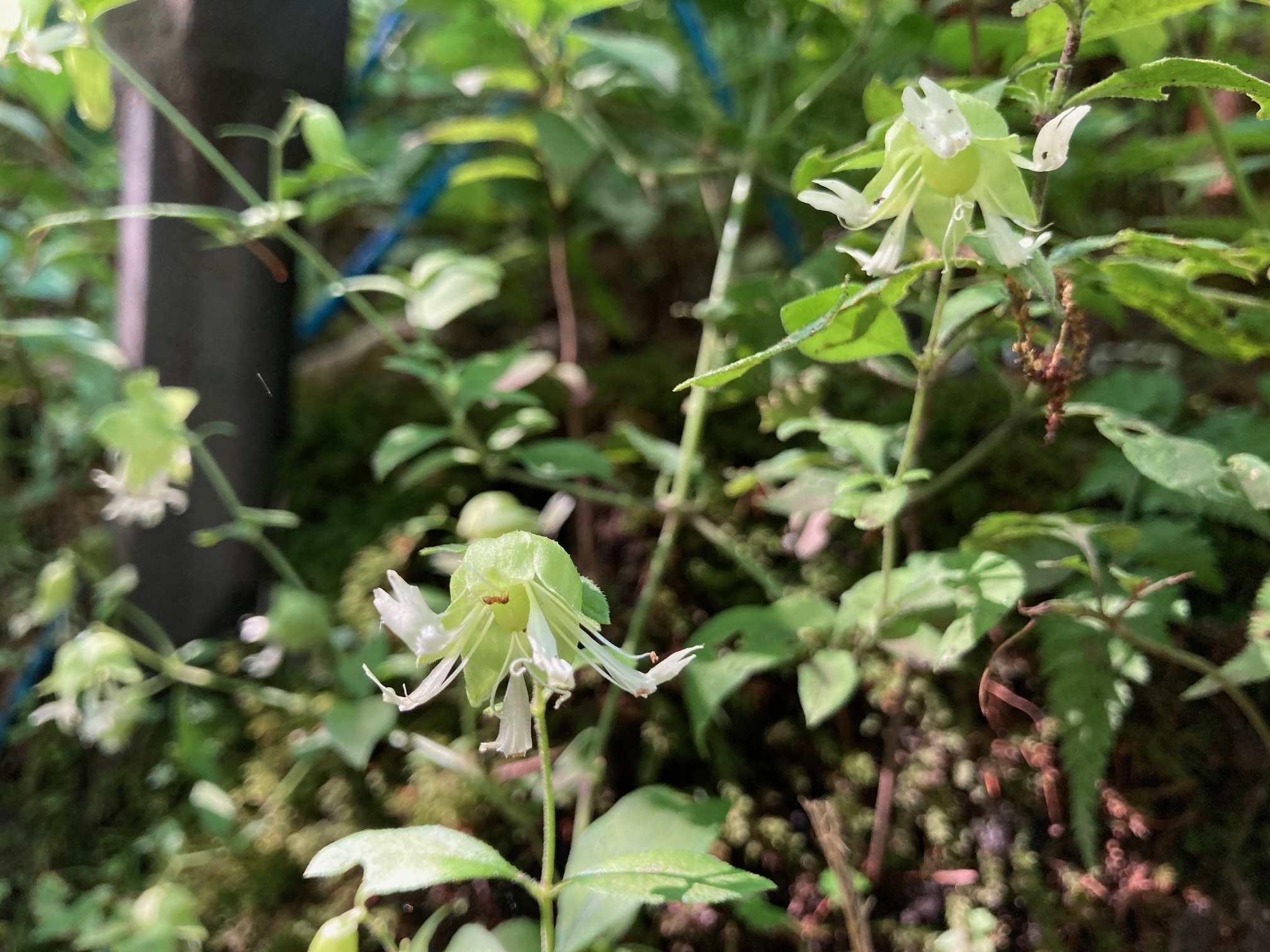 ナンバンハコベの花の写真