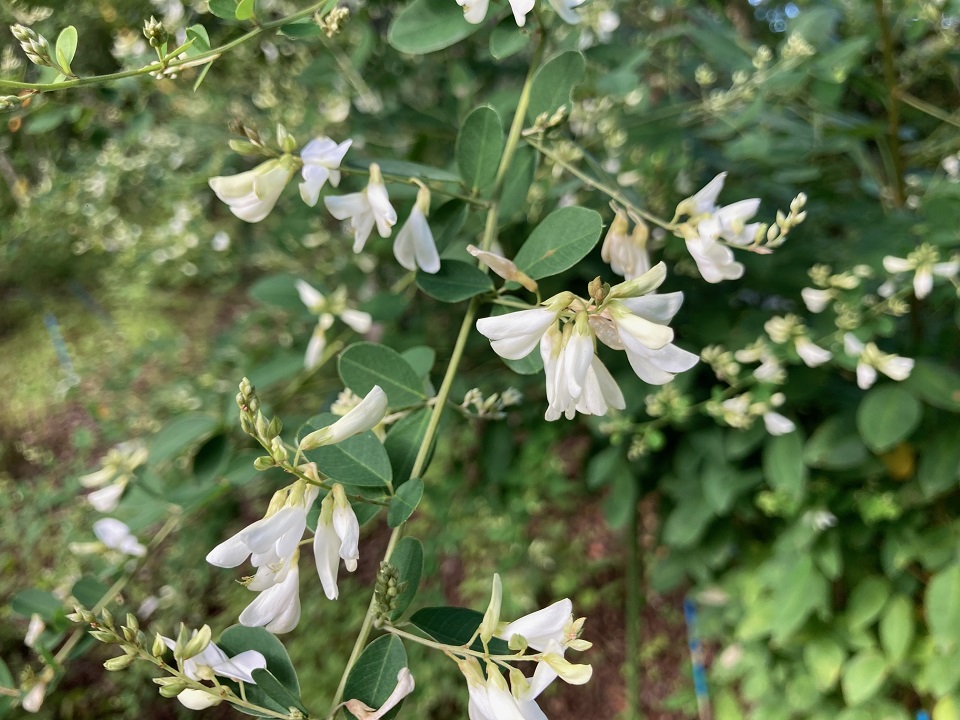 シラハギの花の写真