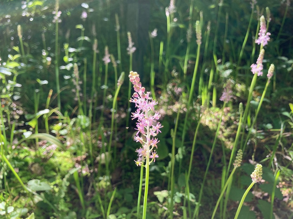 ツルボの花の写真