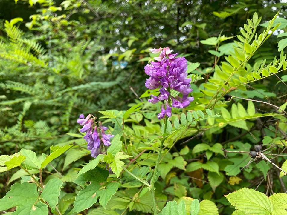 ツルフジバカマの花の写真