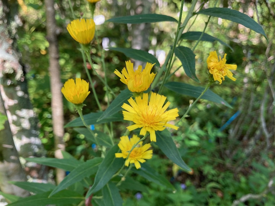 ヤナギタンポポの花の写真