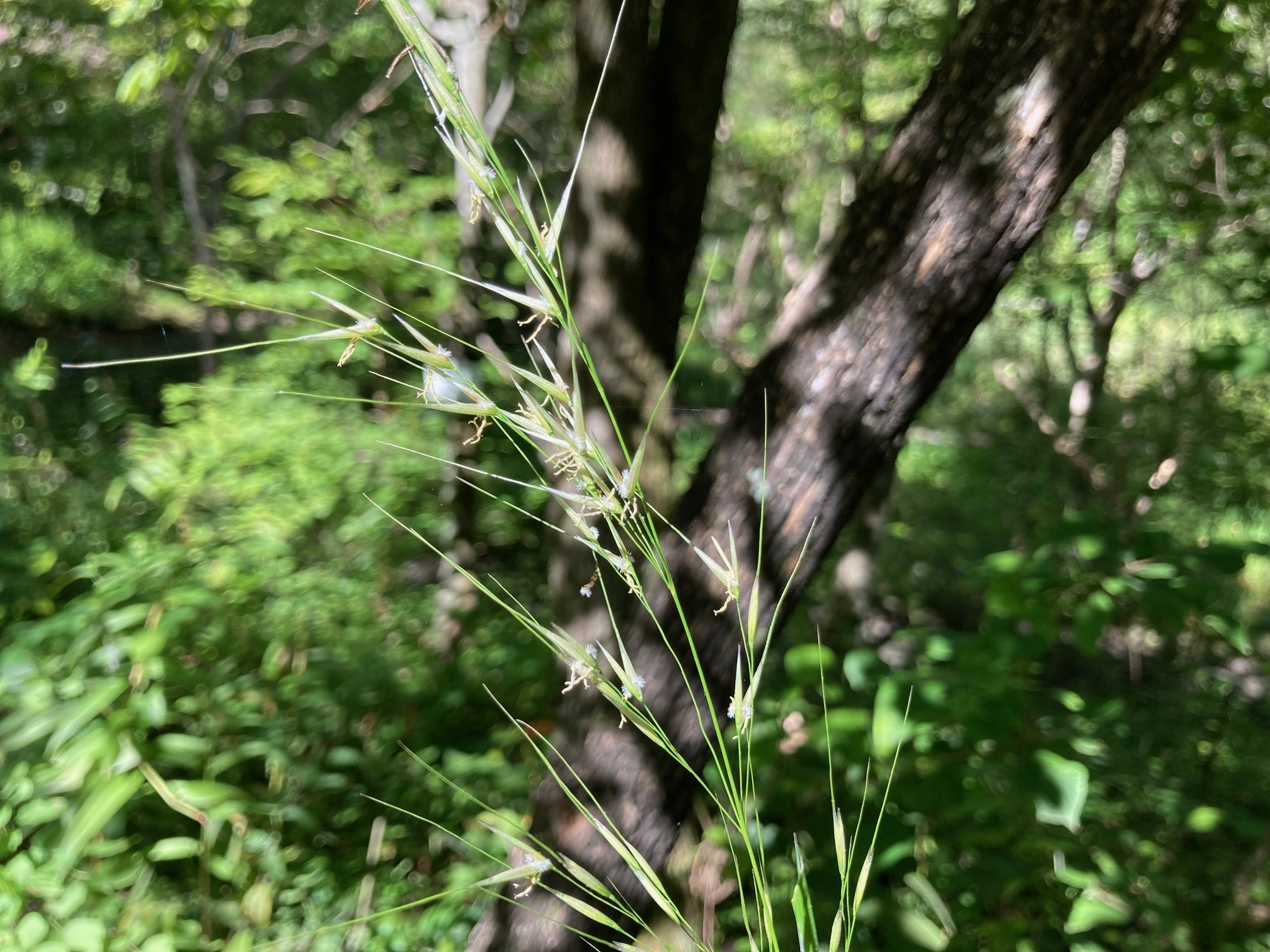 ハネガヤの花の写真