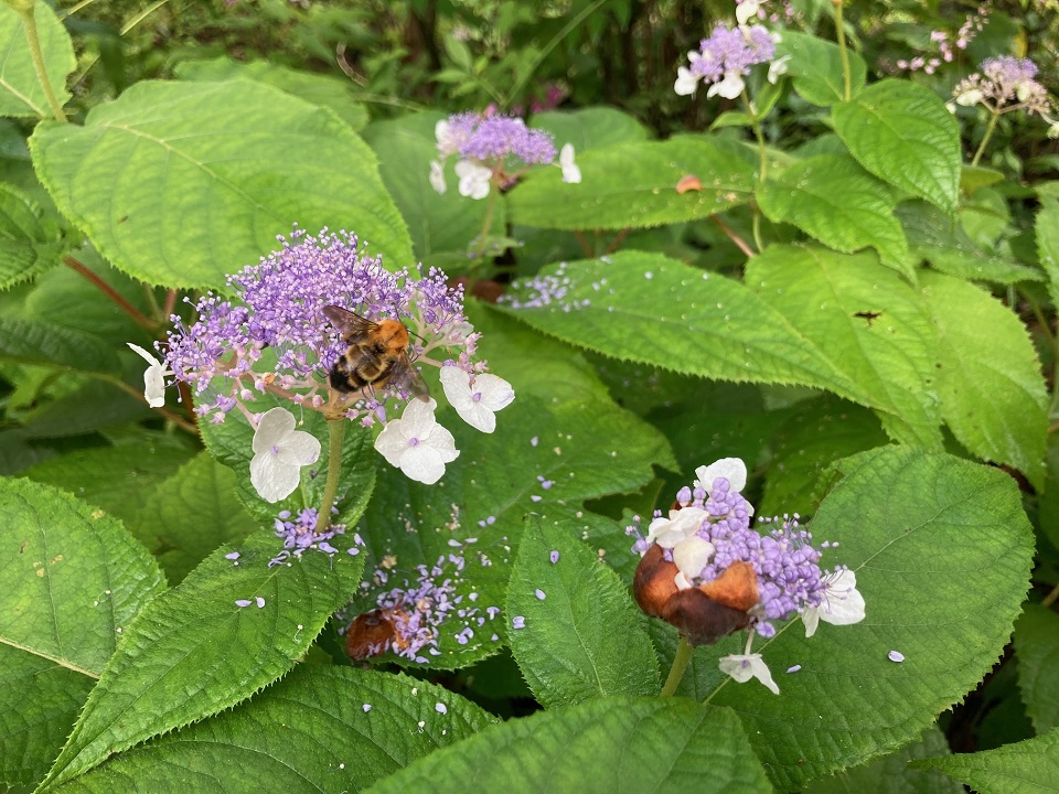 タマアジサイの花の写真