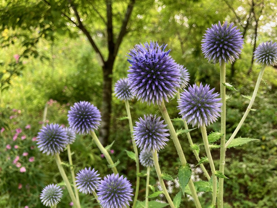 ヒゴタイの花の写真