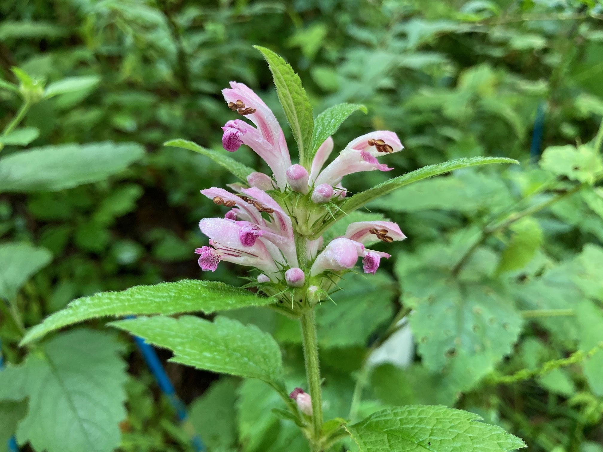 キセワタの花の写真