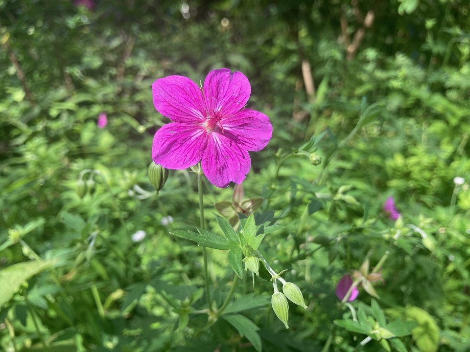 アサマフウロの花の写真