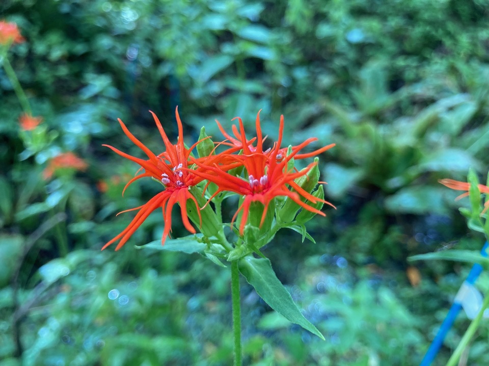 エンビセンノウの花の写真