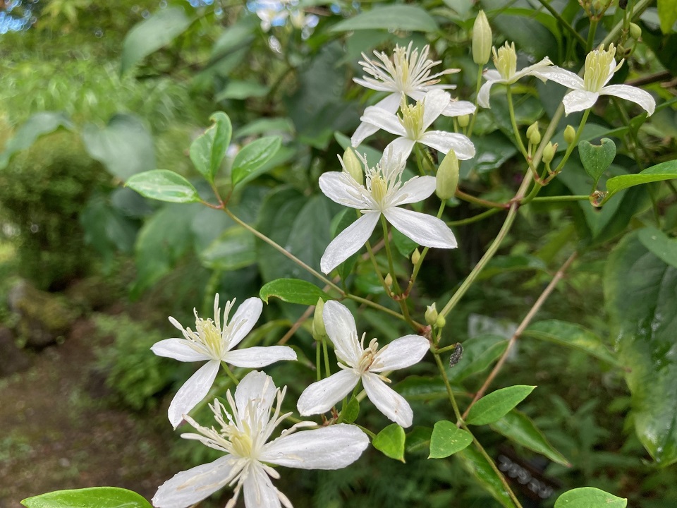 センニンソウの花の写真