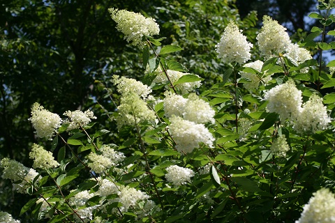 ミナヅキの花の写真