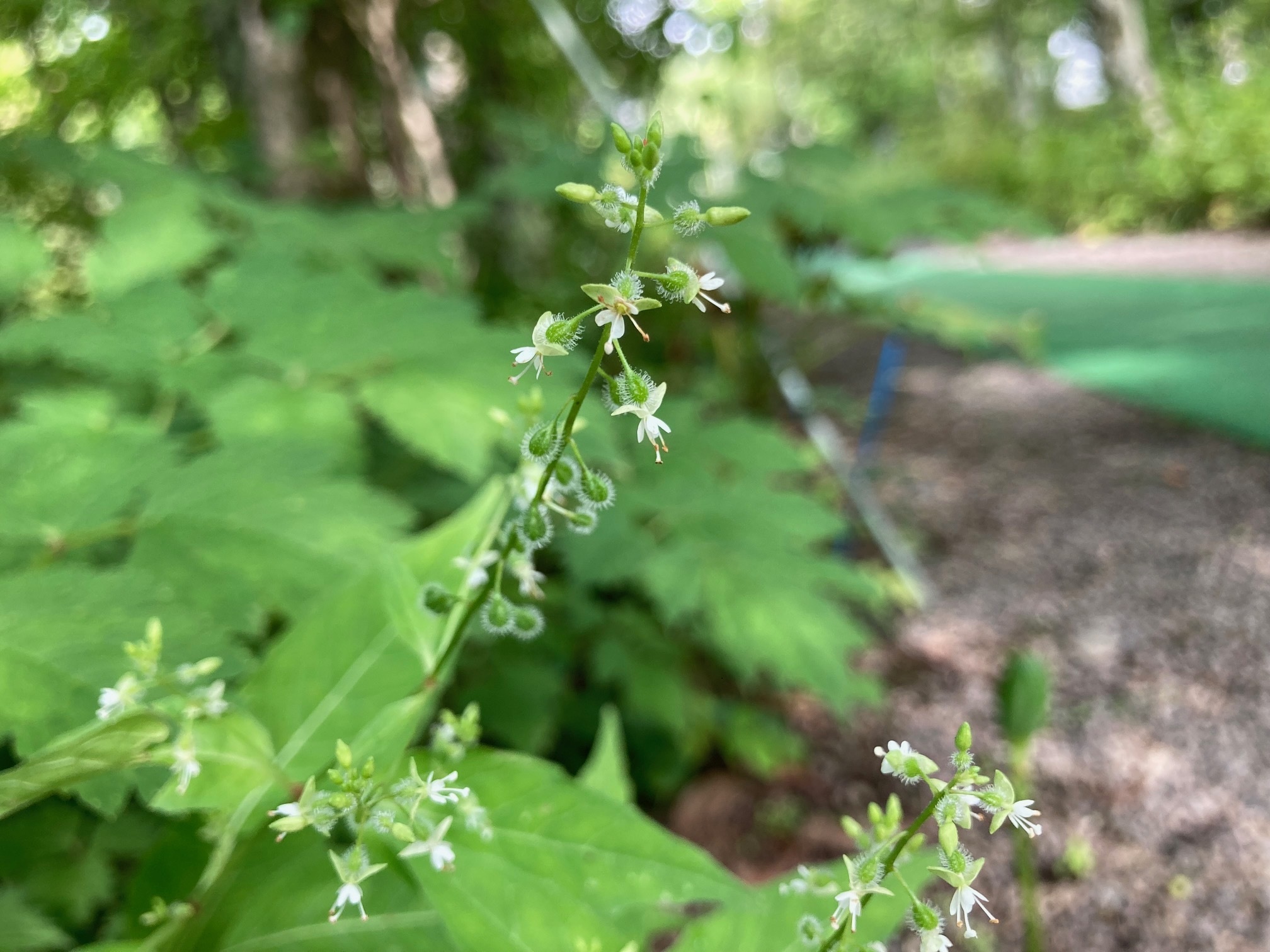 ミズタマソウの花の写真
