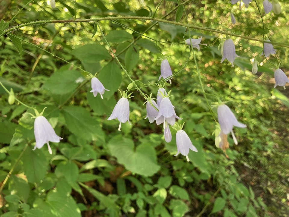 フクシマシャジンの花の写真