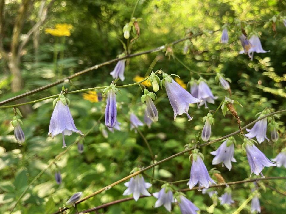 ソバナの花の写真