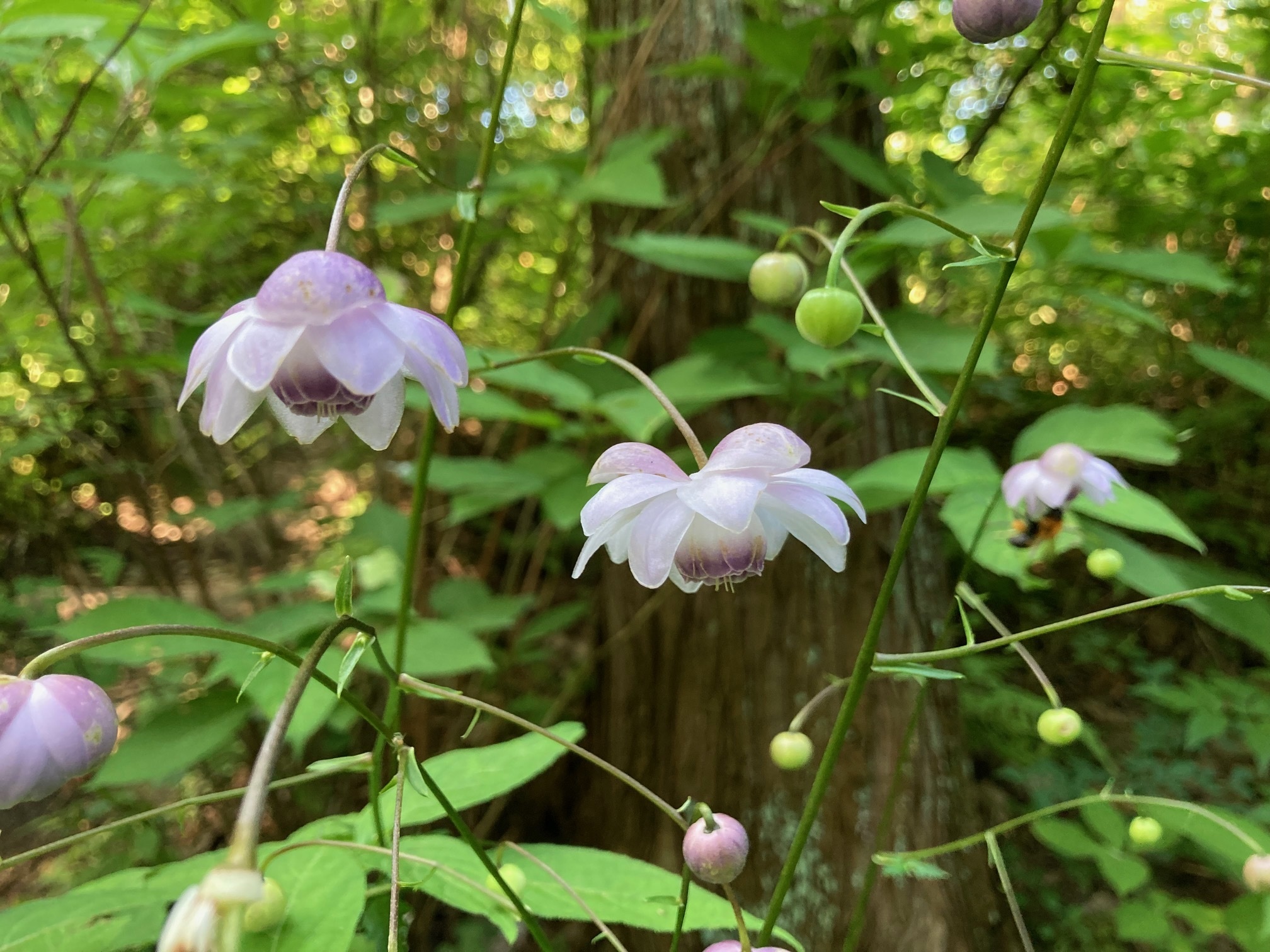 レンゲショウマの花の写真