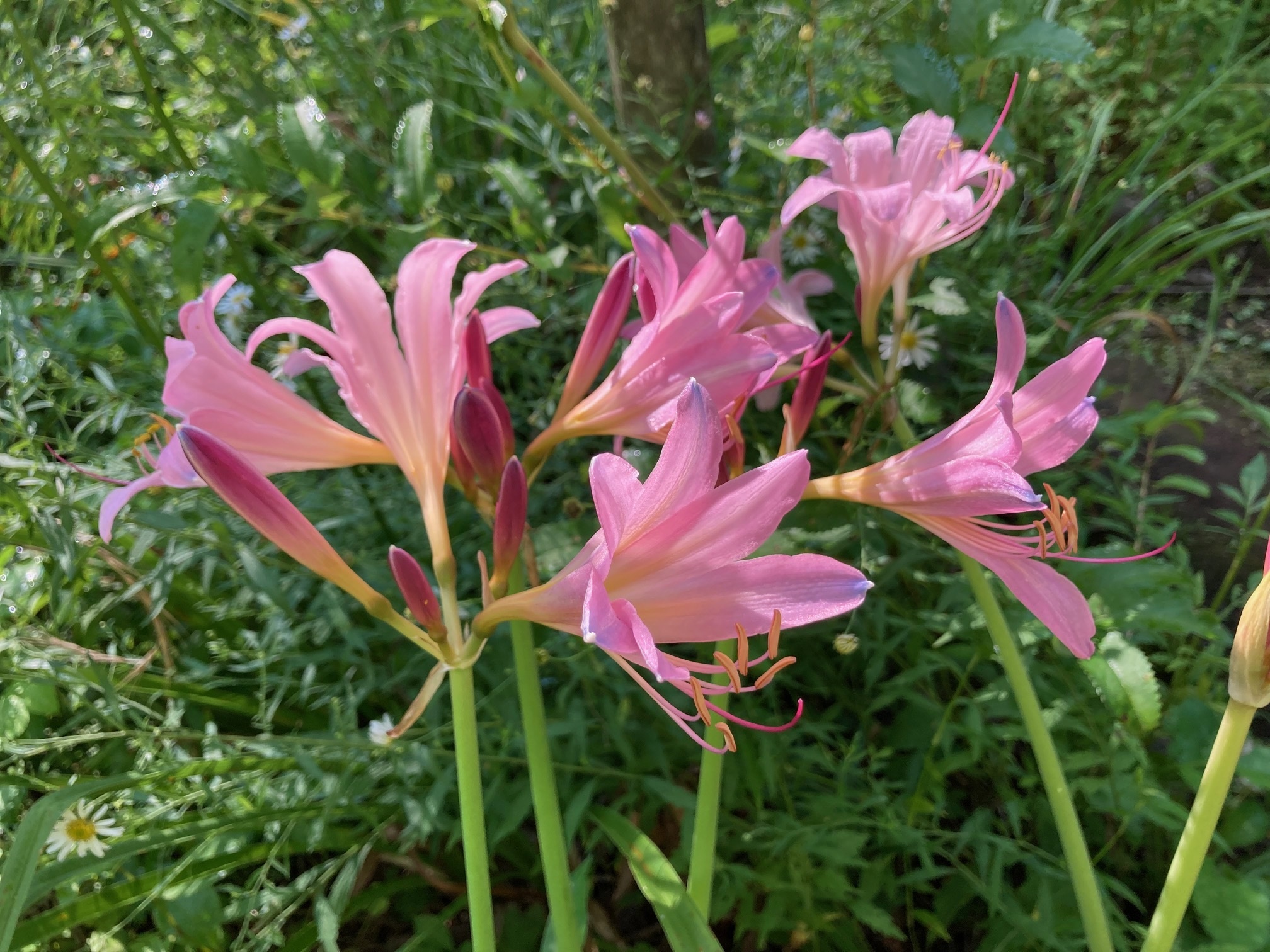 ナツズイセンの花の写真