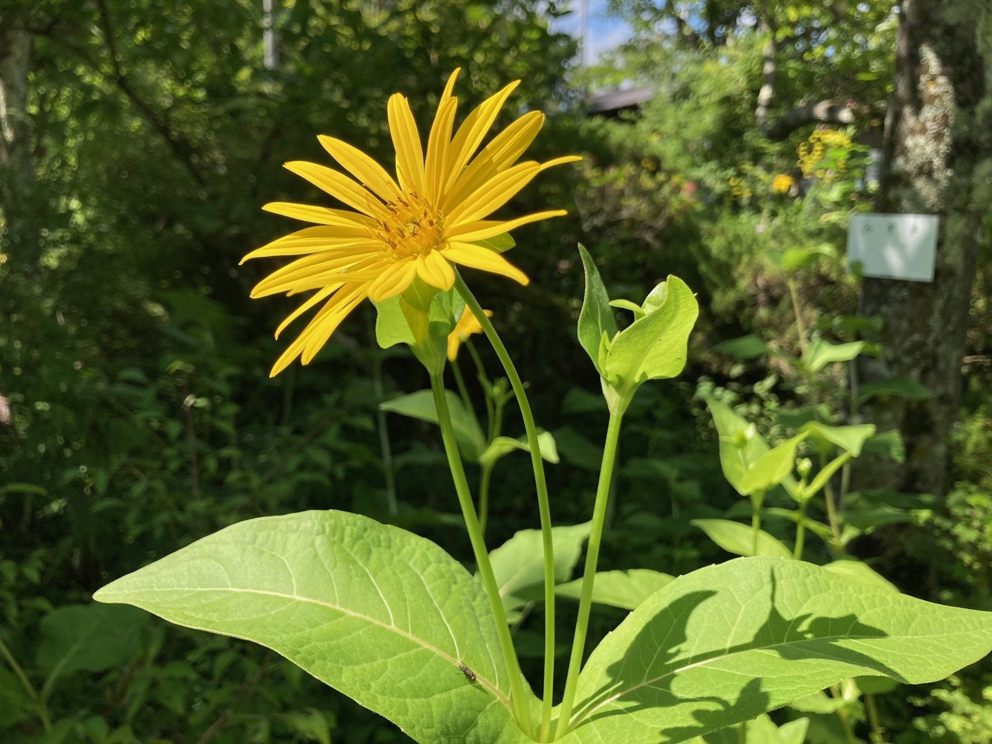 シカクヒマワリの花の写真
