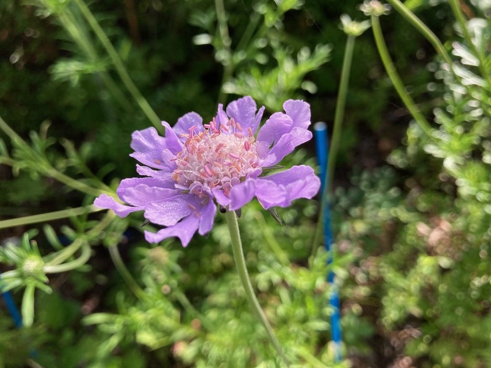マツムシソウの花の写真