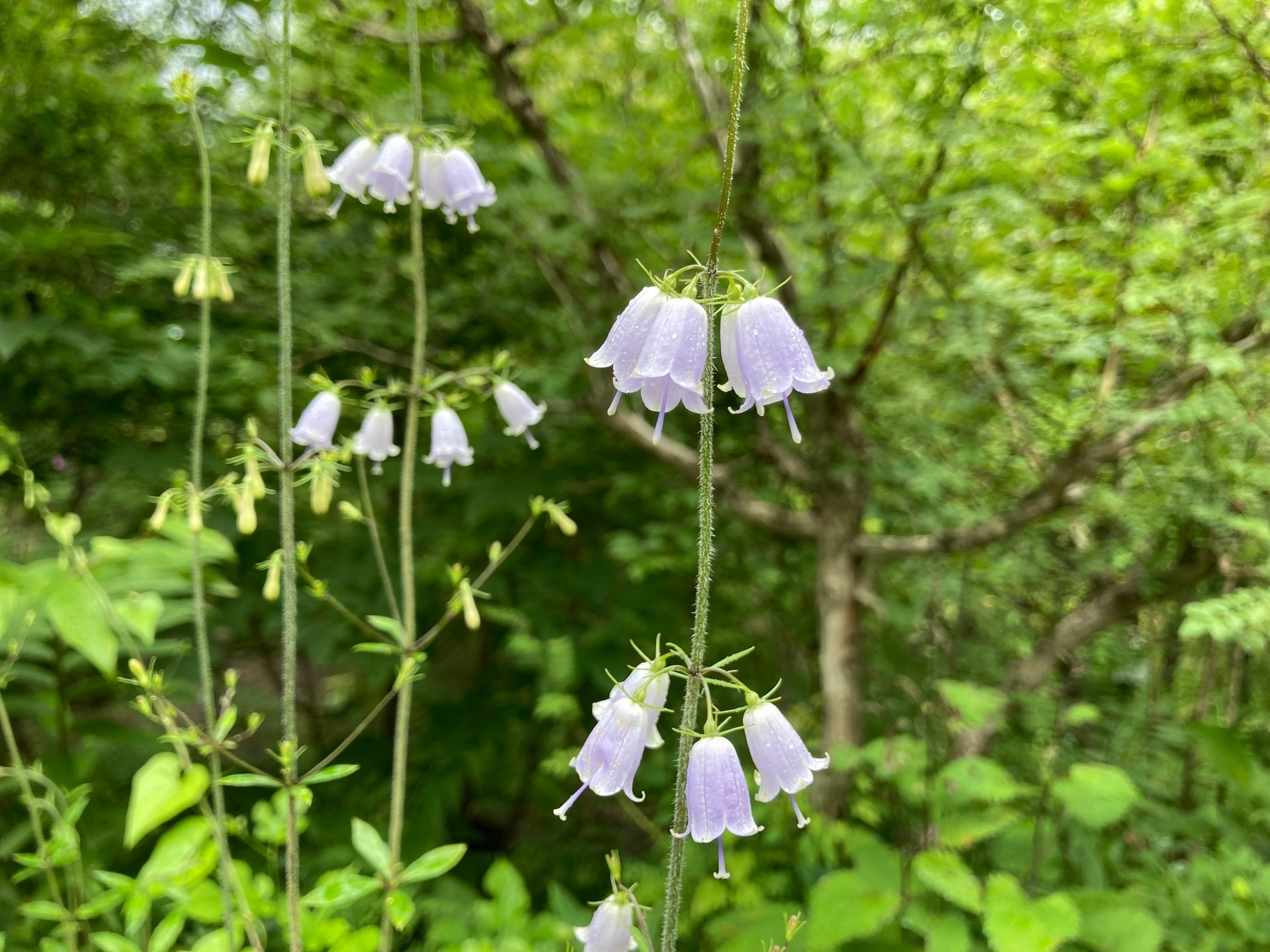 ツリガネニンジンの花の写真