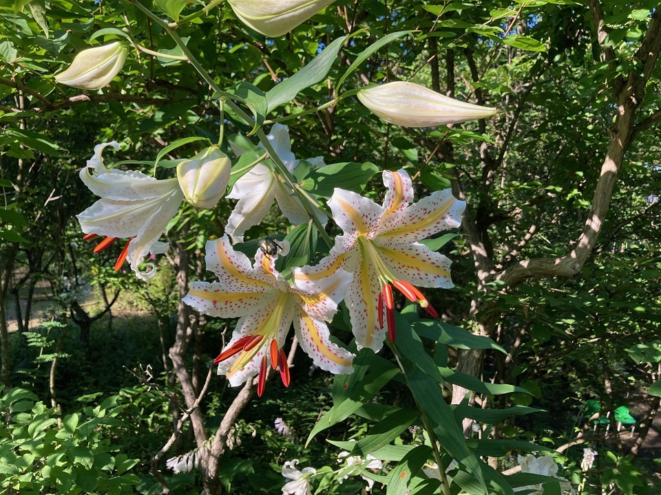 ヤマユリの花の写真