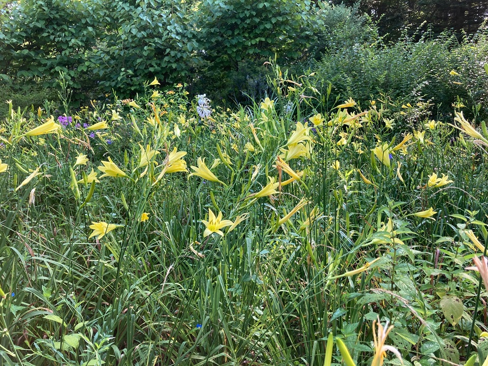 アサマキスゲの花の写真