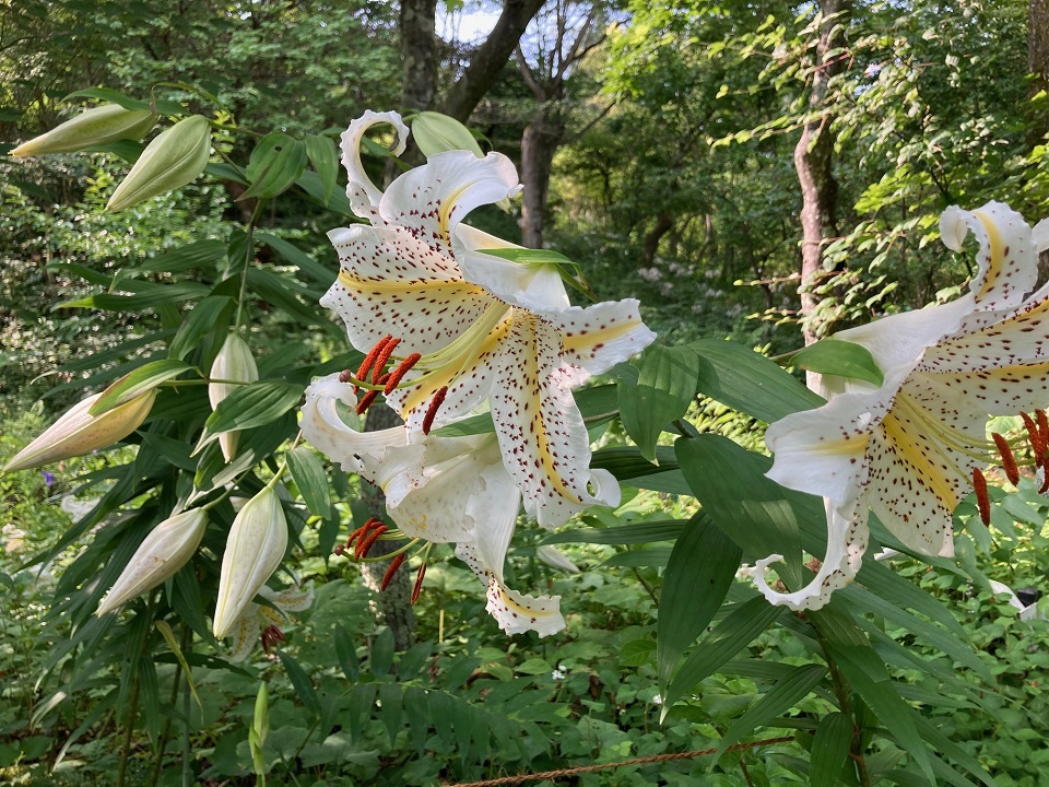 ヤマユリの花の写真
