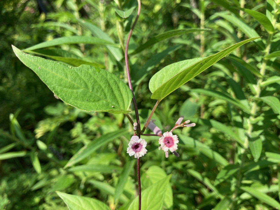 ヘクソカズラの花の写真