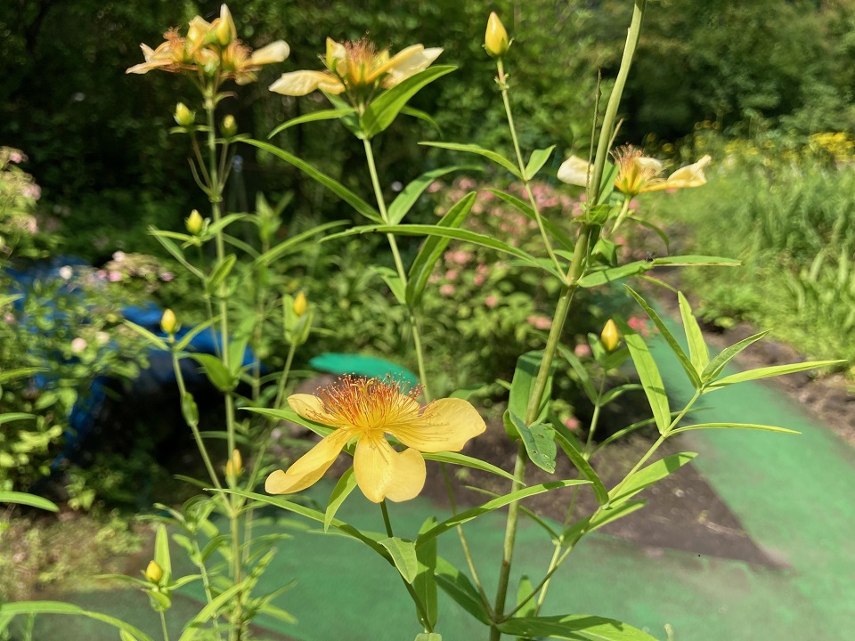 トモエソウの花の写真