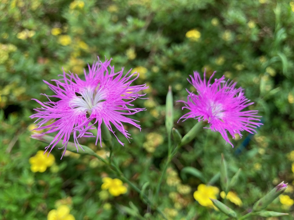 エゾカワラナデシコの花の写真