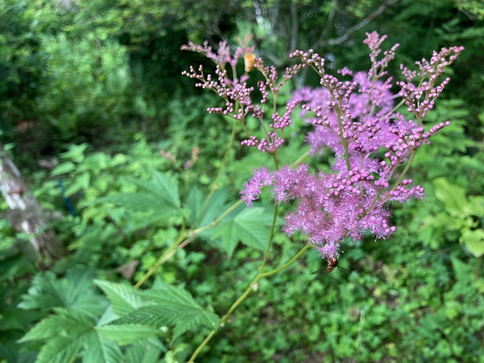アカバナシモツケソウの花の写真