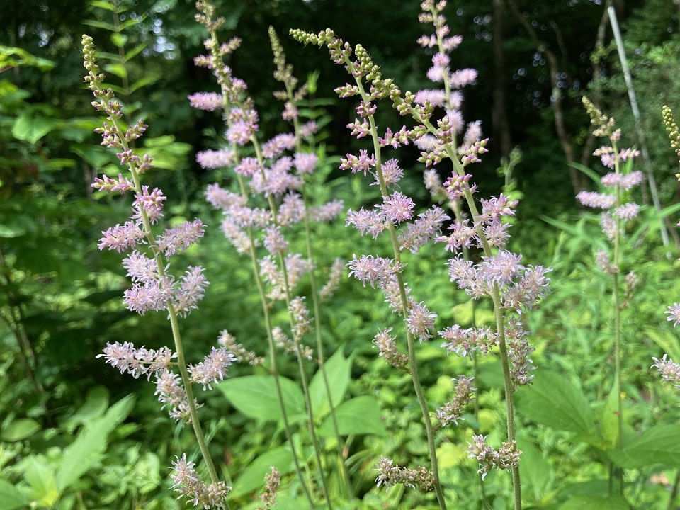 チダケサシの花の写真