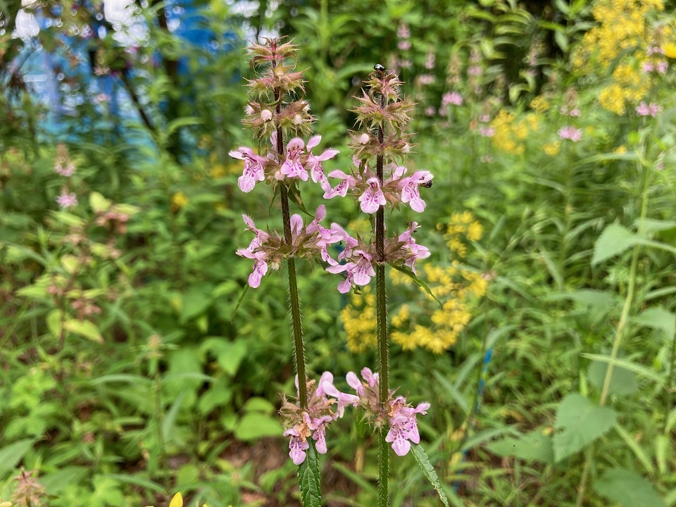 イヌゴマの花の写真