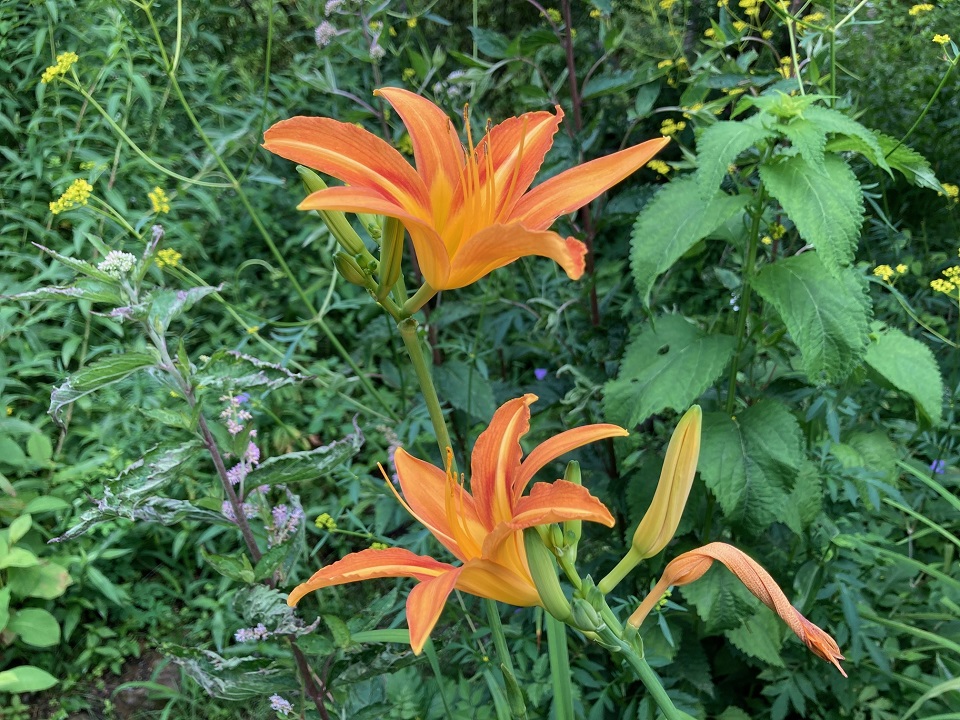 ノカンゾウの花の写真