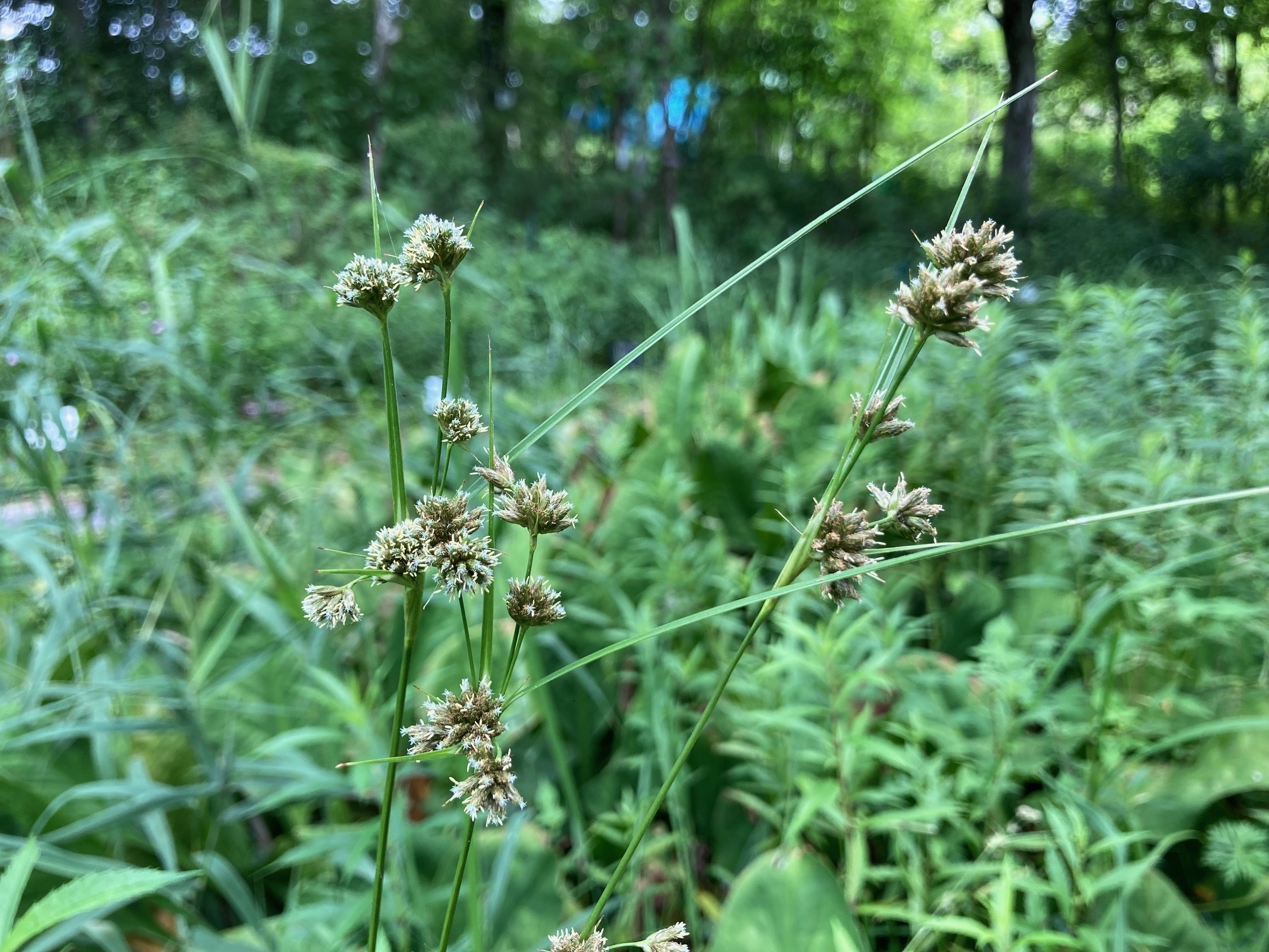 ヒメマツカサススキの花の写真