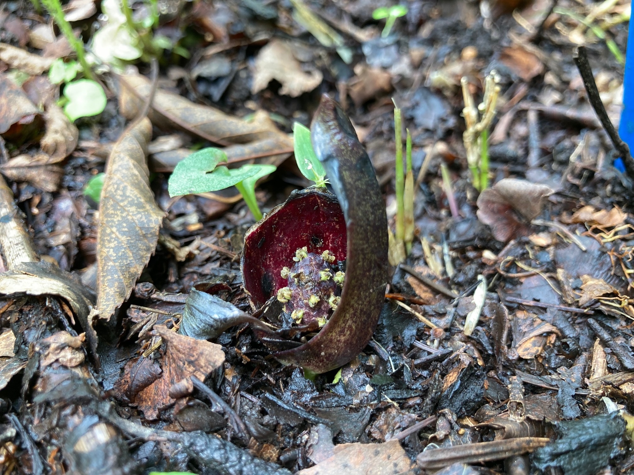 ヒメザゼンソウの花の写真