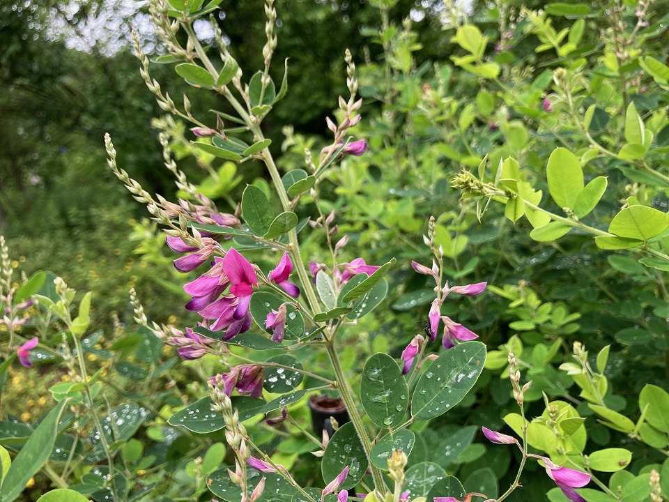 ケハギの花の写真