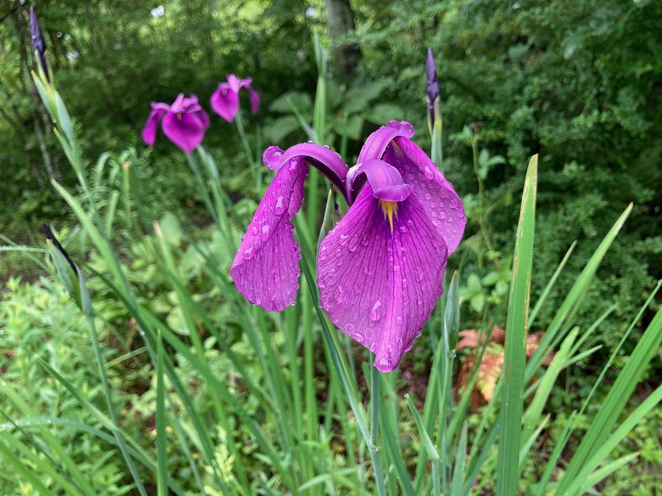 ノハナショウブの花の写真